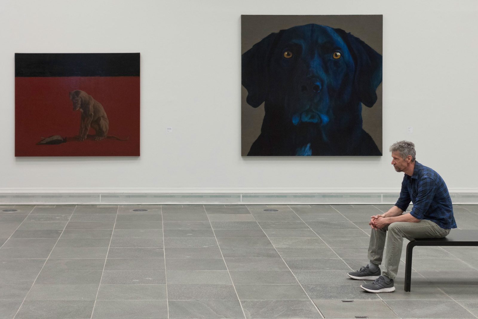 Taiteilija Raimo Törhönen istuu näyttelysalissa mustalla penkillä. Taustalla näkyy kaksi koira-aiheista maalausta.